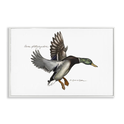 Flying Mallard Duck Giclee Art by Jadei Graphics