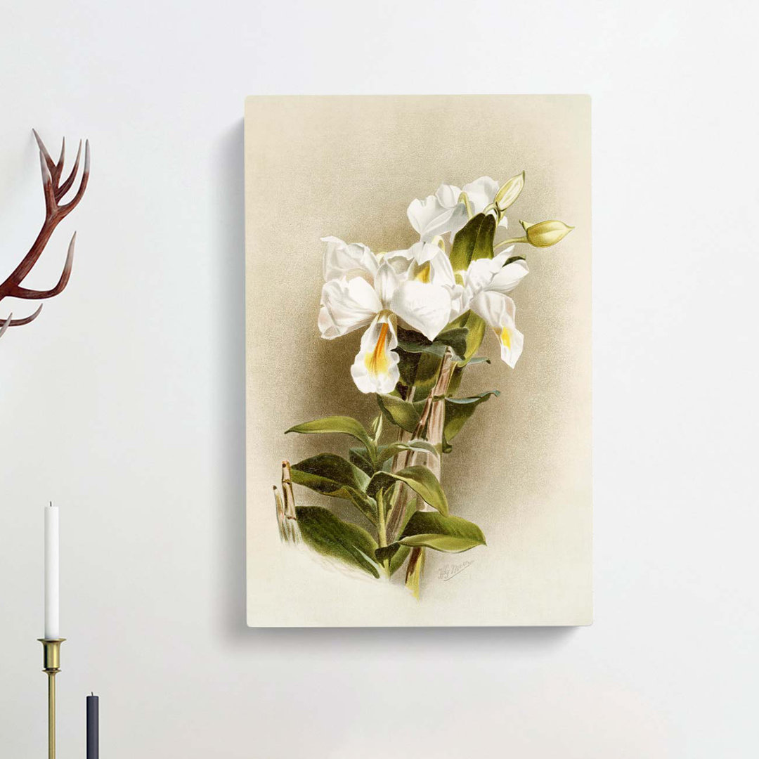 Magnolia Flowers Illustration Tab. 3 by Frederick Sander - Wrapped Canvas Graphic Art Print