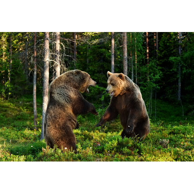 Brown Bear Fight by ErikMandre - Wrapped Canvas Print