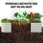 Raised Garden Bed-1806968333