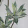 50'' Faux Succulent in Pot