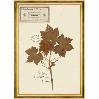 HERBARIUM ALPINIUM XII