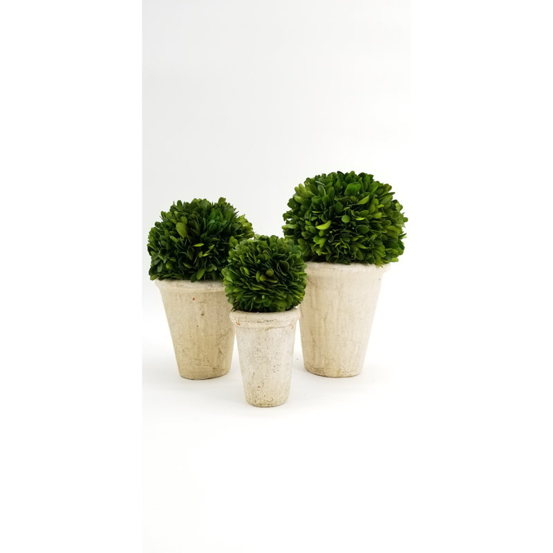 Ensemble de 3 topiaire buis en pot