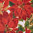 Roby Tablecloth