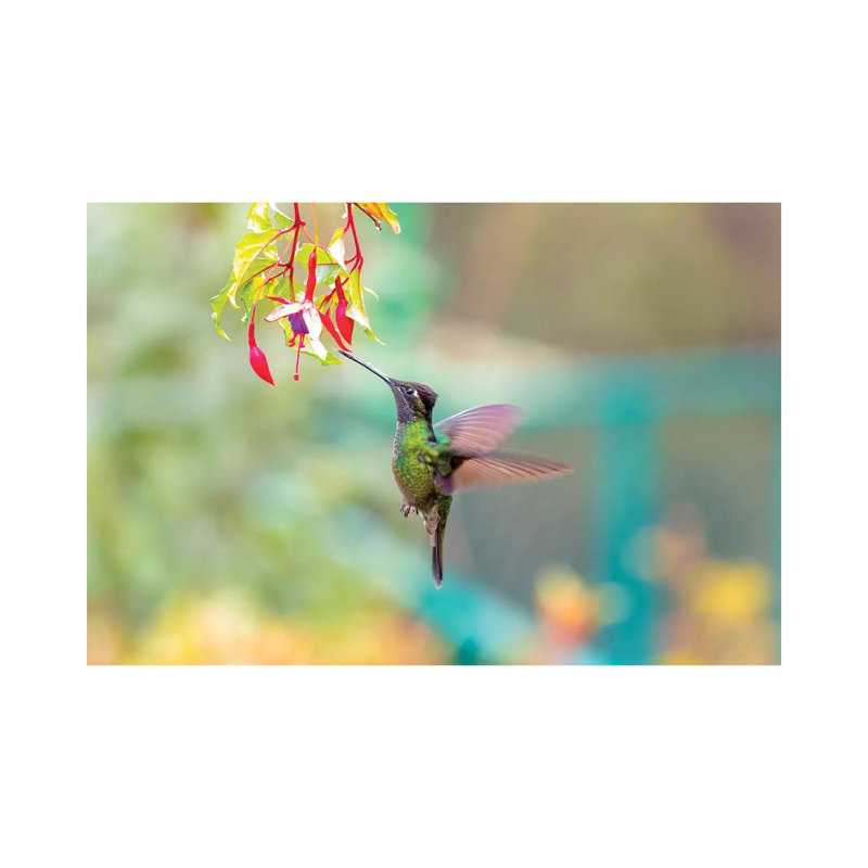 Central America, Costa Rica. Male Talamanca Hummingbird Feeding. by Jaynes Gallery - Wrapped Canvas Gallery-Wrapped Canvas Giclée