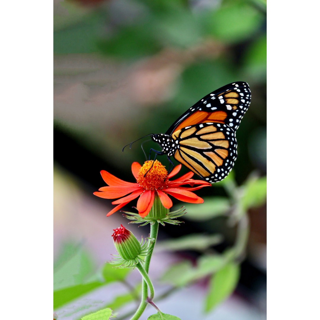 Monarch Schmetterling von EttaDallas - Leinwand Kunstdrucke