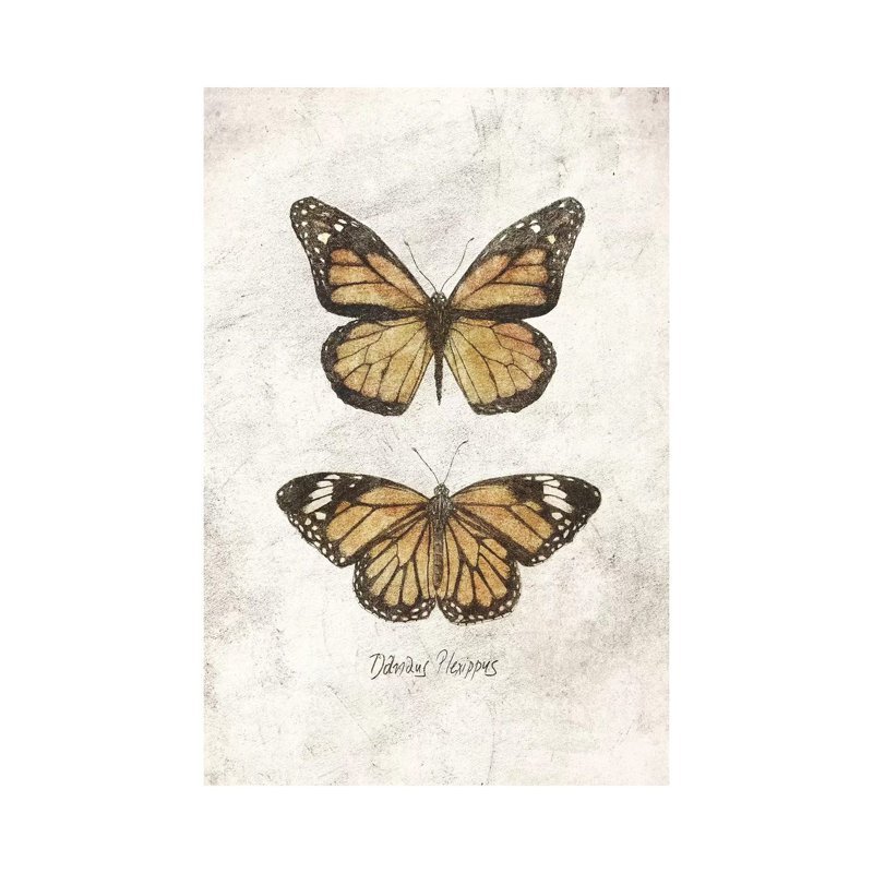 Danaus Plexippus by Mike Koubou - Print on Canvas, Wrapped Canvas, 30.48cm H x 20.32cm W x 1.91cm D
