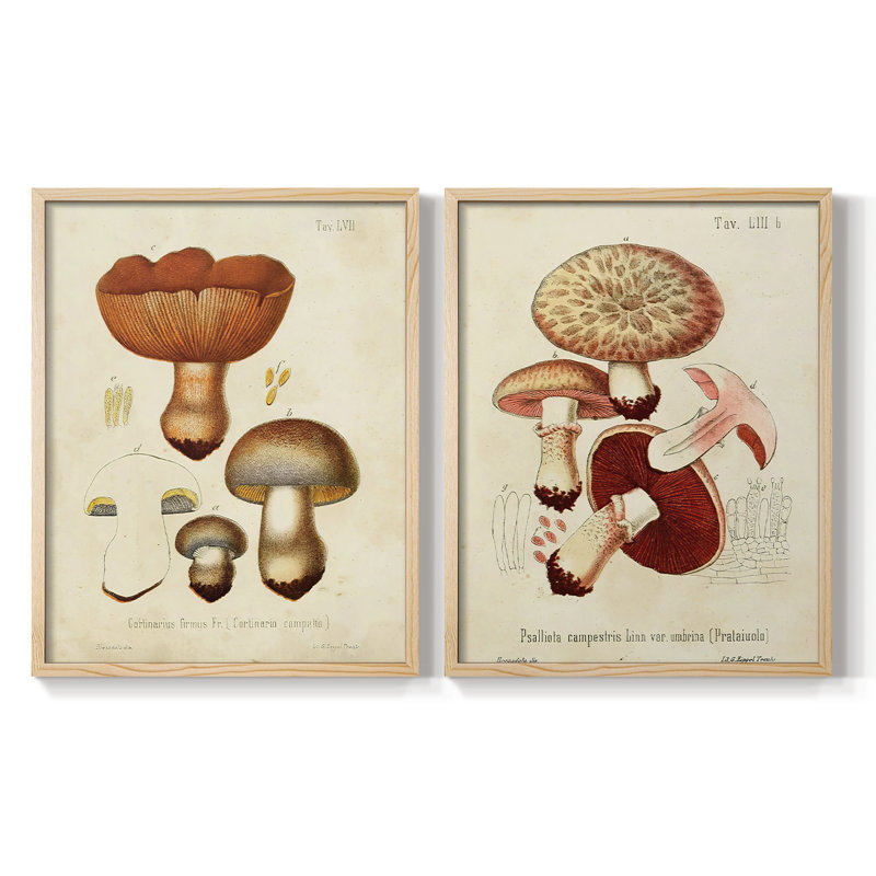 Champignon I-Premium, reproduction encadrée prête à accrocher - aucun clou requis - aucun clou requis, H 11 po x l 18 po
