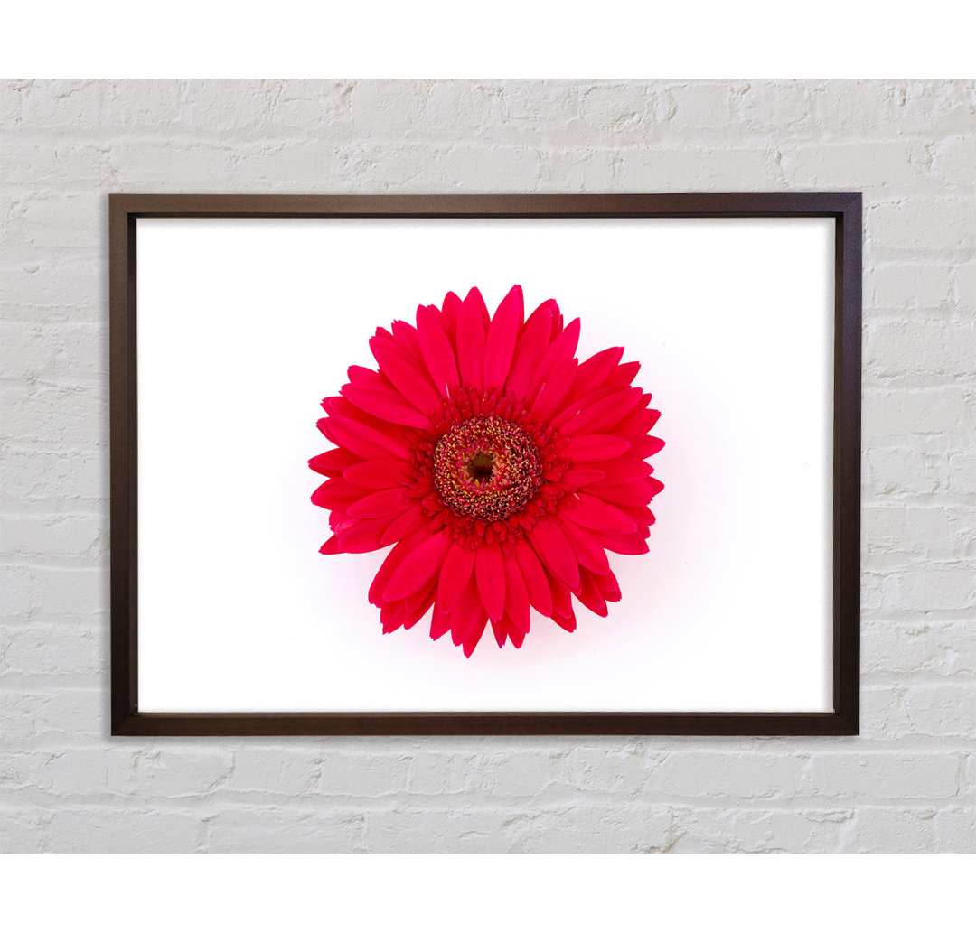 Cerise Gerbera - Druck