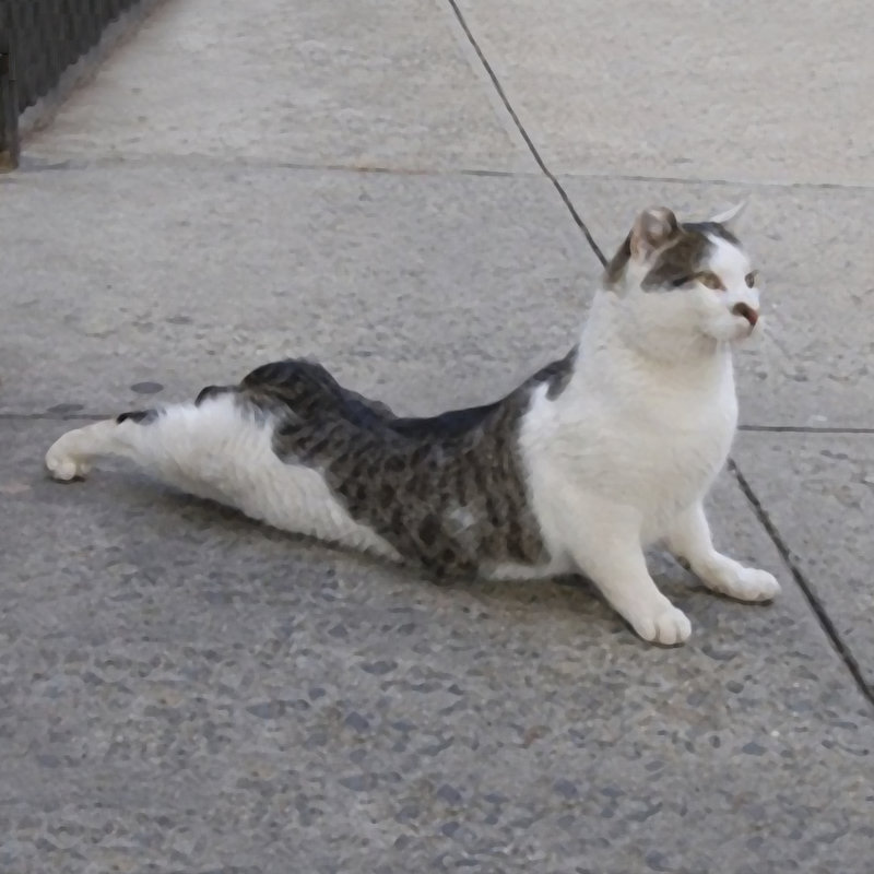 Cat Yoga VI, H 36 po x l 36 po