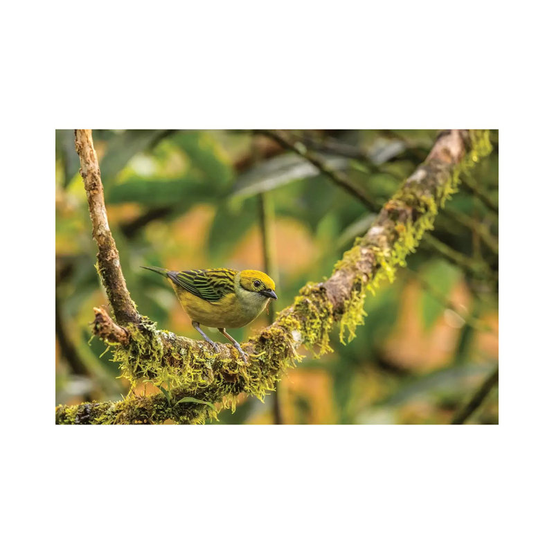 Costa Rica, La Paz River Valley. Captive Golden-Hooded Tanager In La Paz Waterfall Garden. by Jaynes Gallery - Wrapped Canvas Print