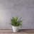 Carreras Planter-511374857-511374852
