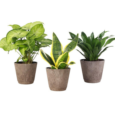Live Low Light Houseplant Set