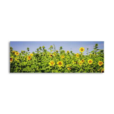 " Sunny Sunflowers II " by Alan Hausenflock