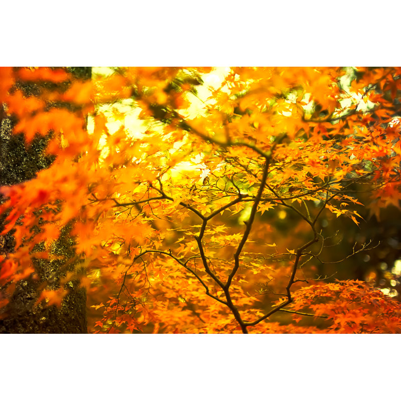 Bellfleur Autumn Leaves - Wrapped Canvas Print, 61cm H x 91cm W x 3.8cm D