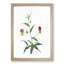 Flame Lily Flowers by Pierre-Joseph Redoute - Picture Frame Art Print-55609285-55609286