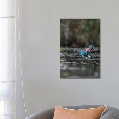 USA, Washington State. Male Wood Duck (Aix Sponsa) Flaps Its Wings on Union Bay in Seattle. 1 Piece Wrapped Canvas Wall Art