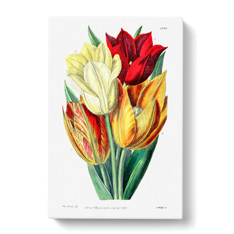 Rough-Stemmed Tulips - Wrapped Canvas, 76cm H x 50cm W x 3cm D