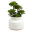 Plante grasse en pot