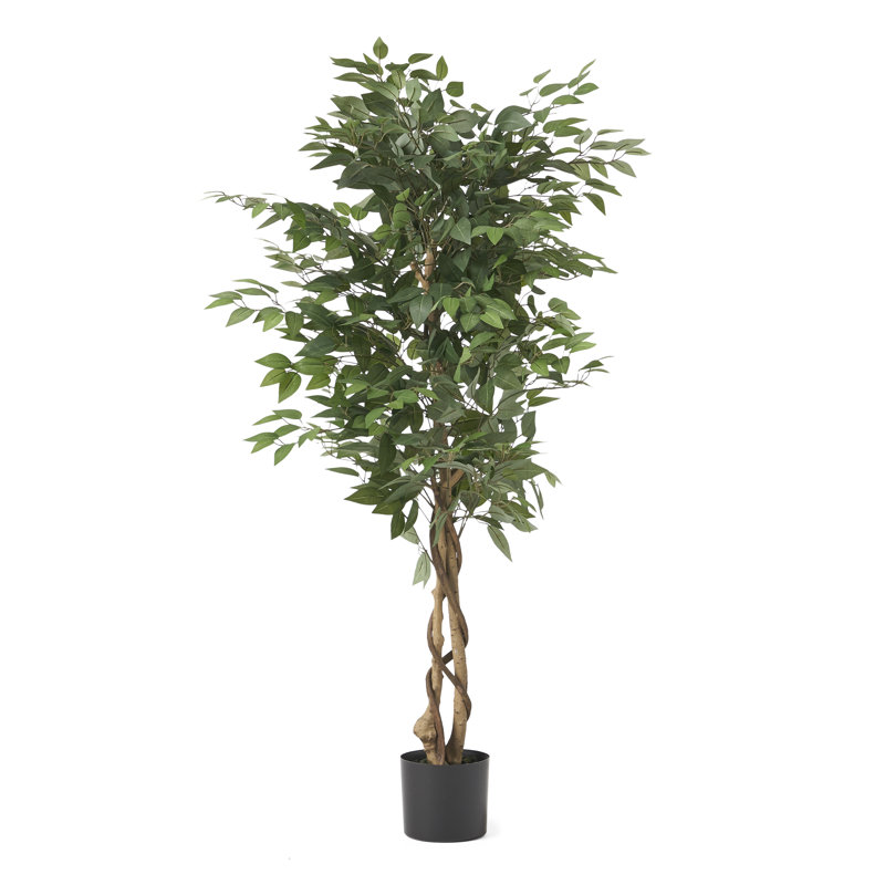 70.9'' Faux Ficus Tree in Pot, 59" H x 31.5" W x 31.5" D
