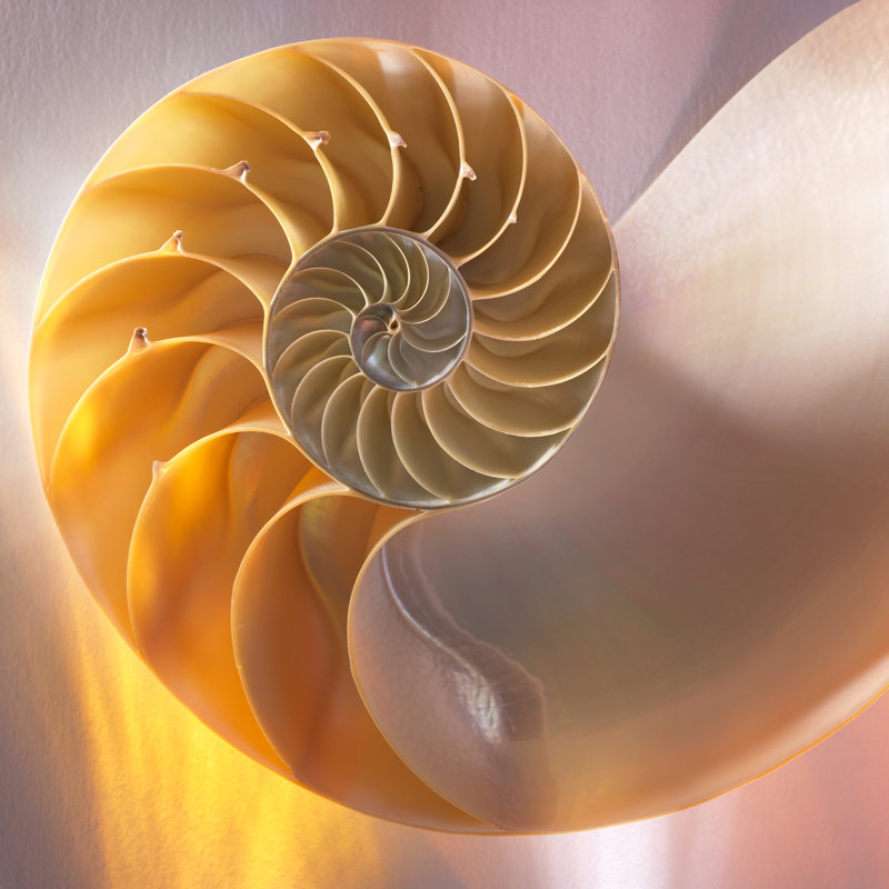 Nautilus 1 by Aleaimage, 12" H x 12" W
