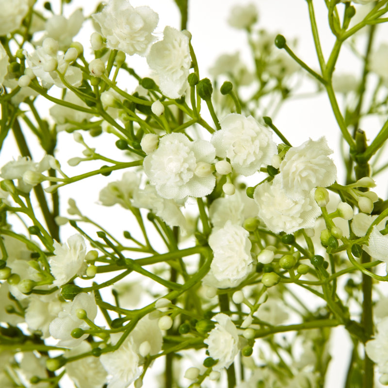 Anastasija Arrangement