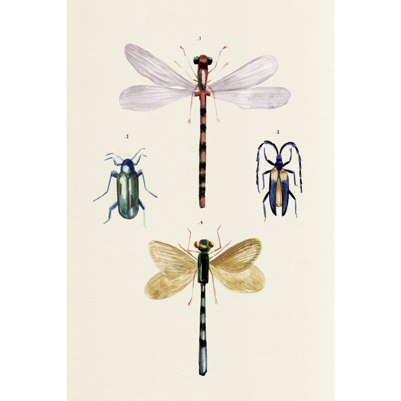 Insect Varieties I by Annie Warren - Wrapped Canvas Painting, 91cm H x 61cm W x 3.8cm D