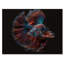 Watett - Magnifique Bettafish dans les tons de bleu et de mauve IV - Imprimé-88039968-88039971