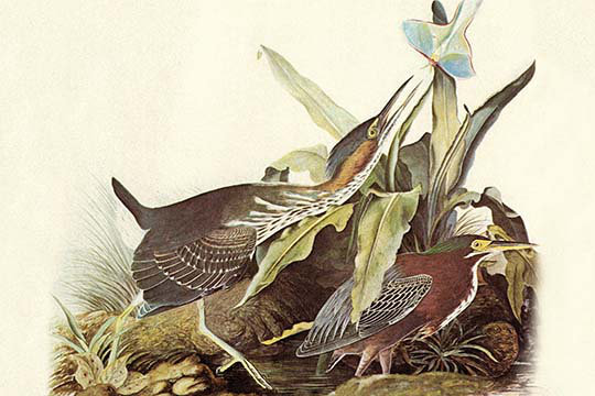 « green héron » par john james audubon, impression, H 28 po x l 42 po x P 1,5 po
