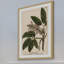 «Horse Chestnut», reproduction encadrée-18829692