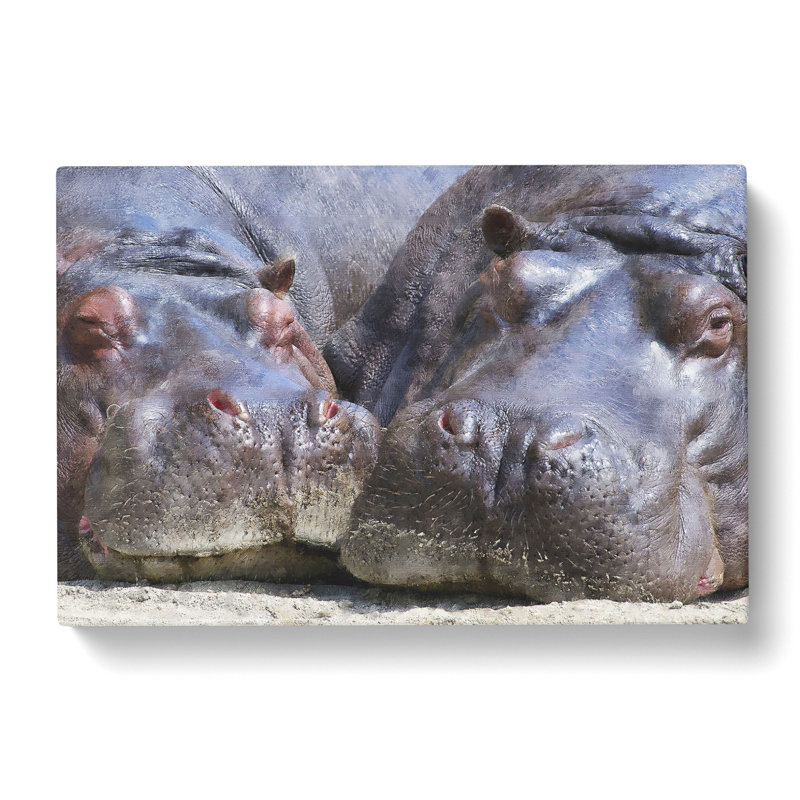 Two Hippos - Wrapped Canvas Print, 50cm H x 76cm W x 3cm D