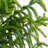 Artificial Norfolk Pine Tree-1606007049