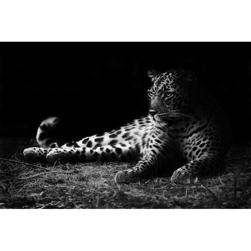 " Leopard " by Donvanstaden, 20" H x 30" W