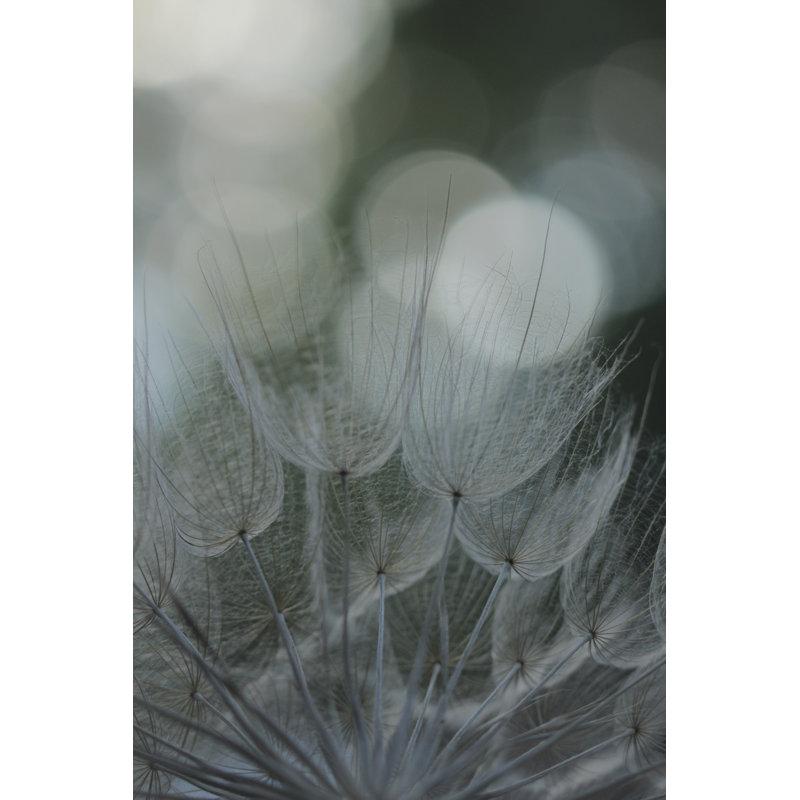 Macro Dandelion IX by Renée W. Stramel - Wrapped Canvas Graphic Art, Black Floater Framed, 46 cm H x 30 cm W
