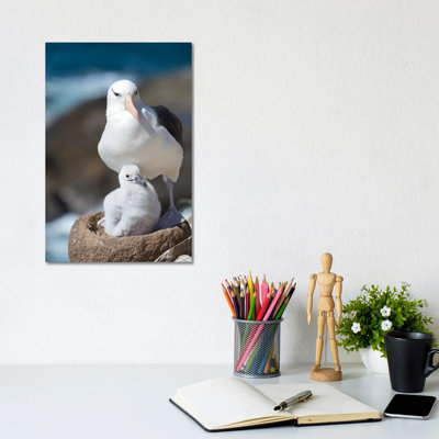 Adult And Chick Black-Browed Albatross On Tower-Shaped Nest, Falkland Islands. by Martin Zwick - Wrapped Canvas Print