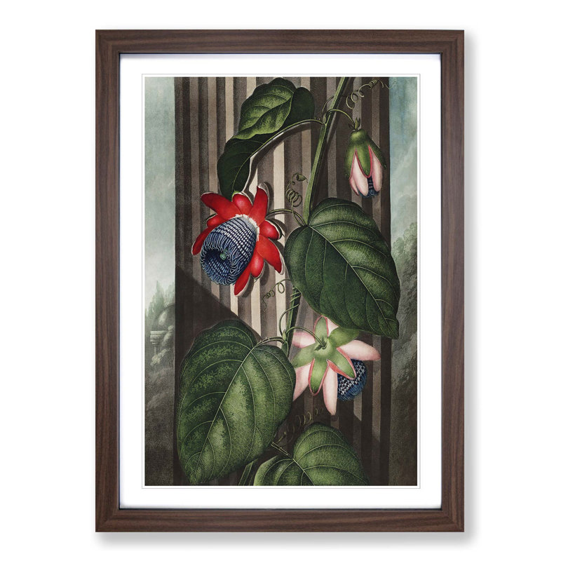 Winged Passion-Flower by R.J. Thornton - Picture Frame Painting Print, Walnut Framed, 65cm H x 48cm W x 2cm D