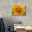 Toile épique Graffiti «Sunflower Power» par Carol Cavalaris, 26 po x 18 po
