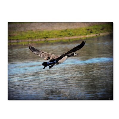 Canadian Goose in Flight 2' Photographic Print on Wrapped Canvas -  Trademark Fine Art, ALI13832-C1824GG