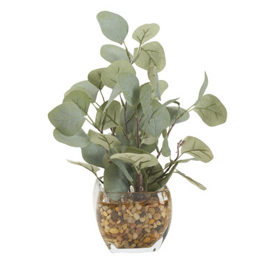 Eucalyptus dans un cube en verre