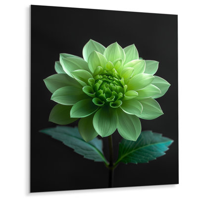 Dahlia noir et vert en photo monochrome - impression d'art mural Dahlia