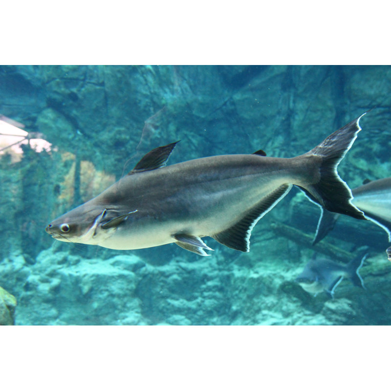 Mekong Giant Catfish by Eugene_Sim - Wrapped Canvas Print, 20cm H x 30cm W 