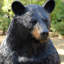Statue d'ours noir debout