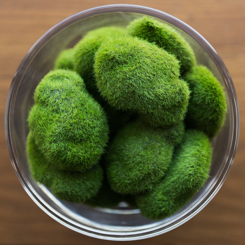 Vert mousse