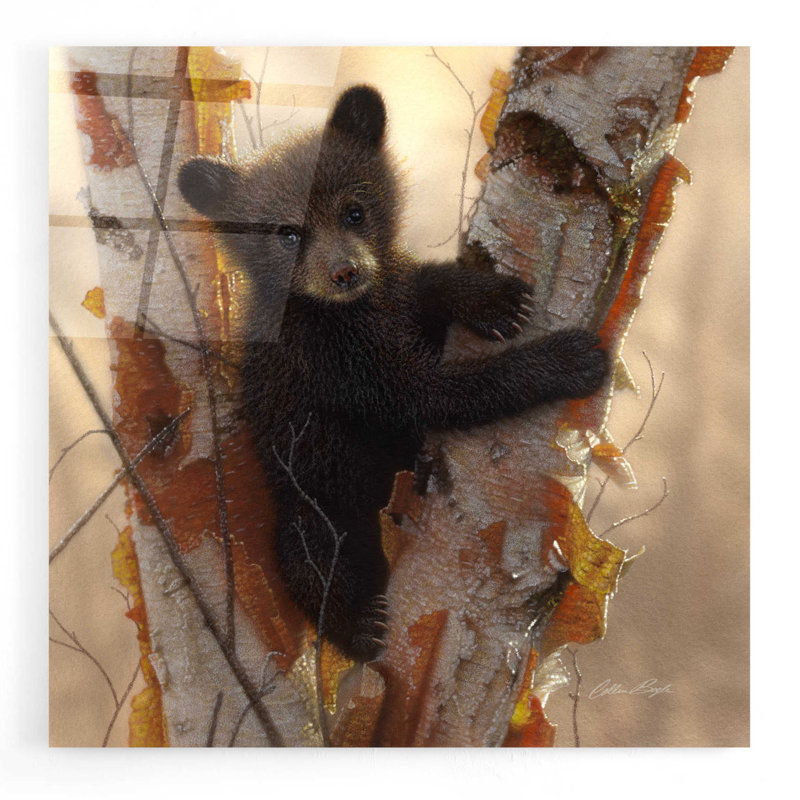 «Curious Cub I» par Collin Bogle - impression sans cadre, H 12 po x l 12 po x P 0,13 po