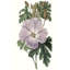 «Lavender Beauties I», peinture sur toile-382513561
