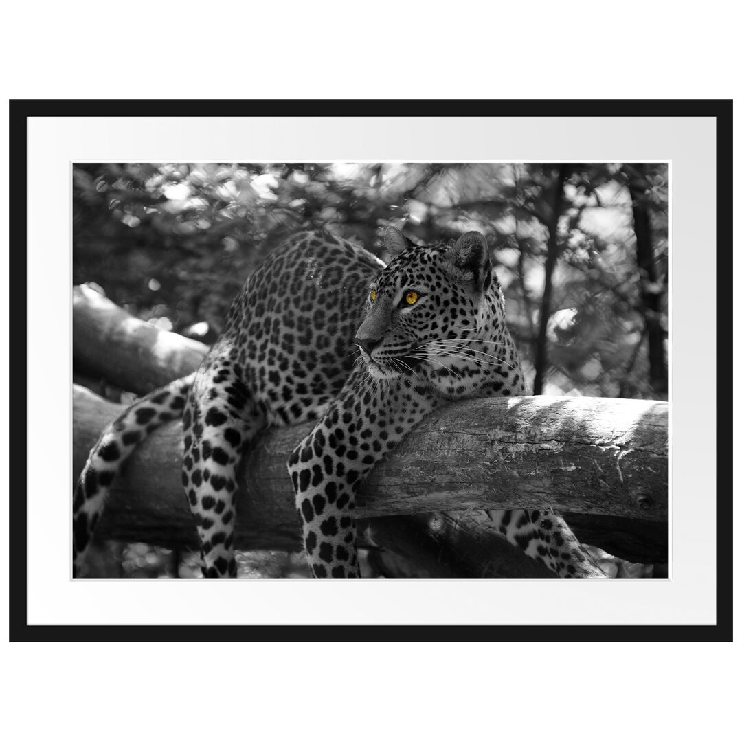 Gerahmtes Poster Liegender Leopard auf Ast