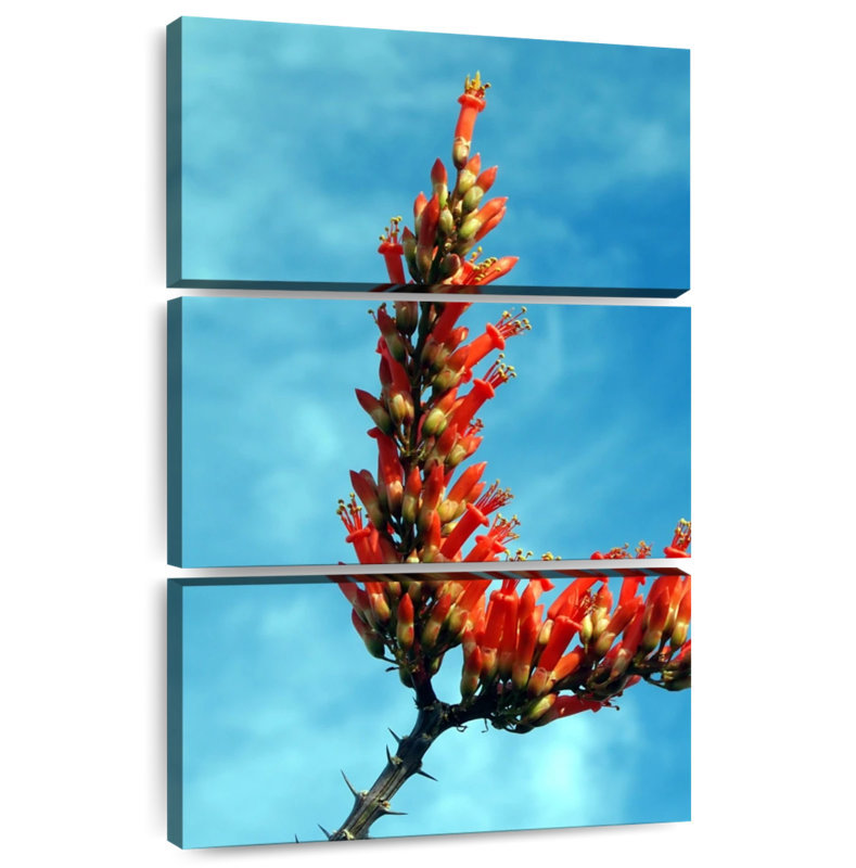 Harnek Flowering Ocotillo