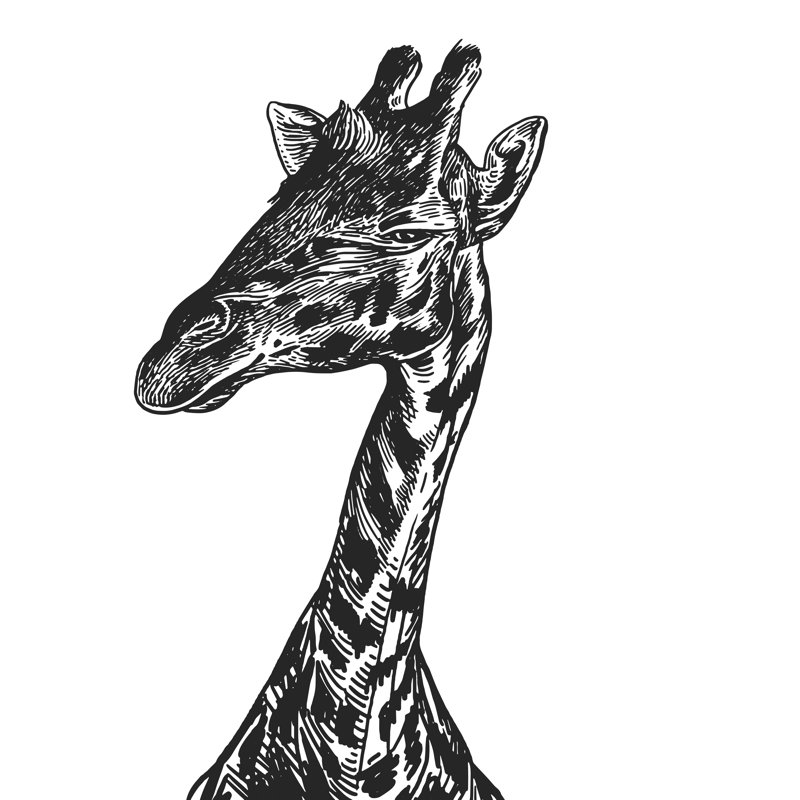 African Animal Giraffe by MarinaVorontsova - Wrapped Canvas Print, 30cm H x 30cm W x 3.8cm D