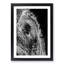 Watchful Elephant - Framed Print-55612206-55612210