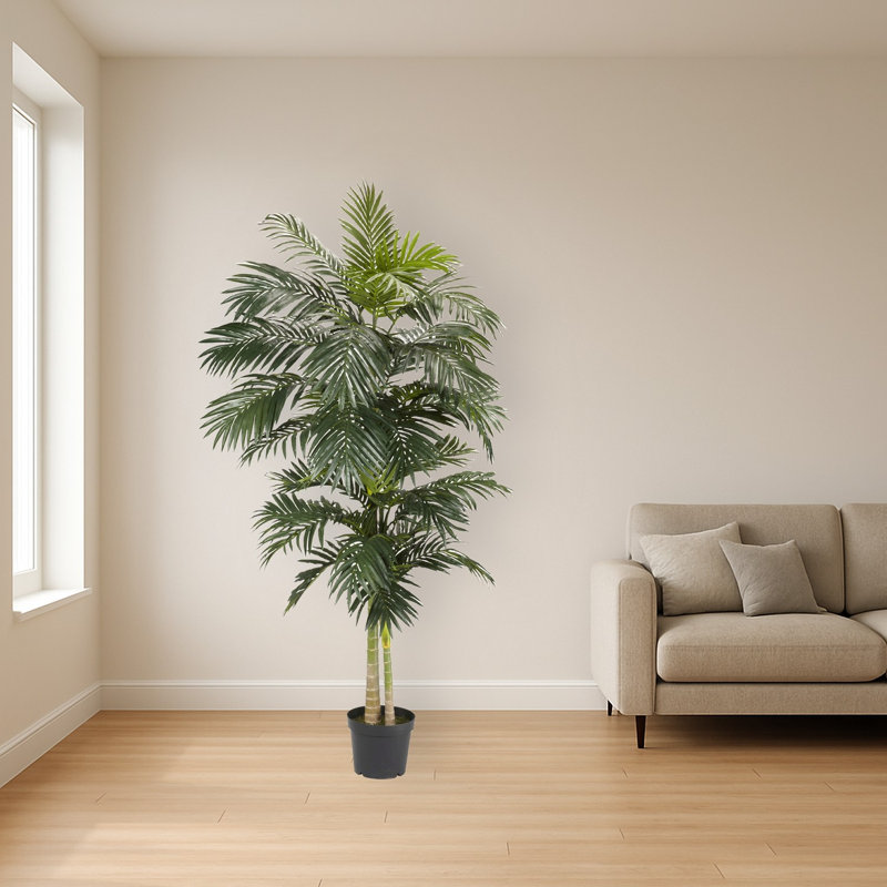 Golden Cane Palm Tree